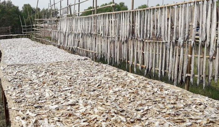 দুবলারচরে শতকোটি টাকার শুঁটকি বাণিজ্য, ন্যায্য দাম নিয়ে জেলেদের যত অভিযোগ